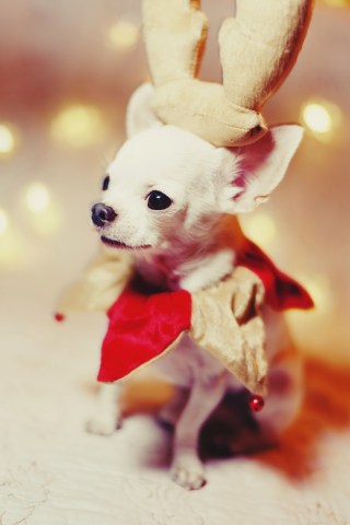 Dummy Image With Link to Itself